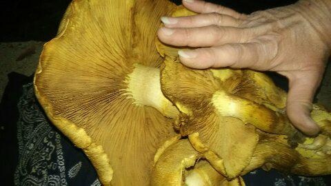 Gymnopilus magnus image