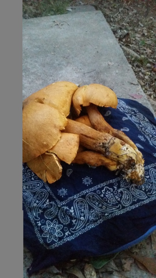 Gymnopilus magnus image
