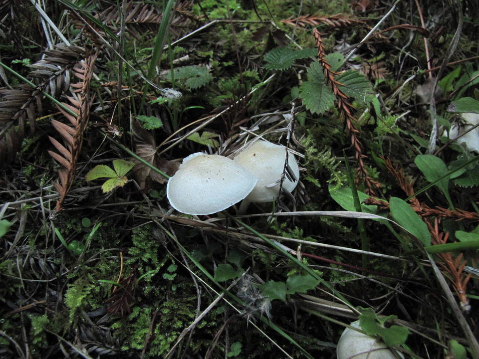 Alboleptonia adnatifolia image