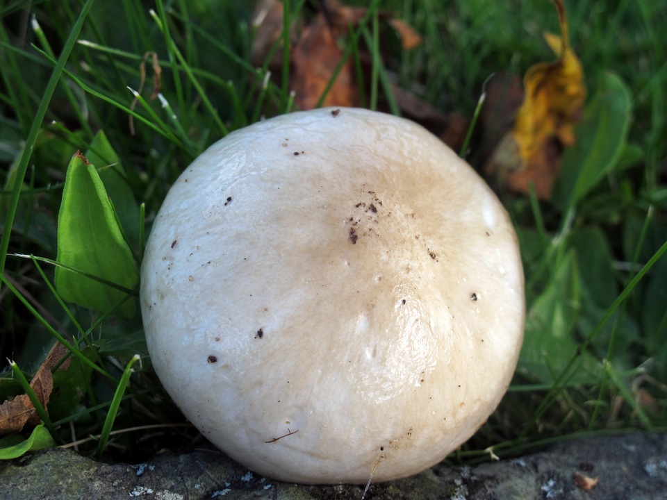 Hygrophorus glutinosus image