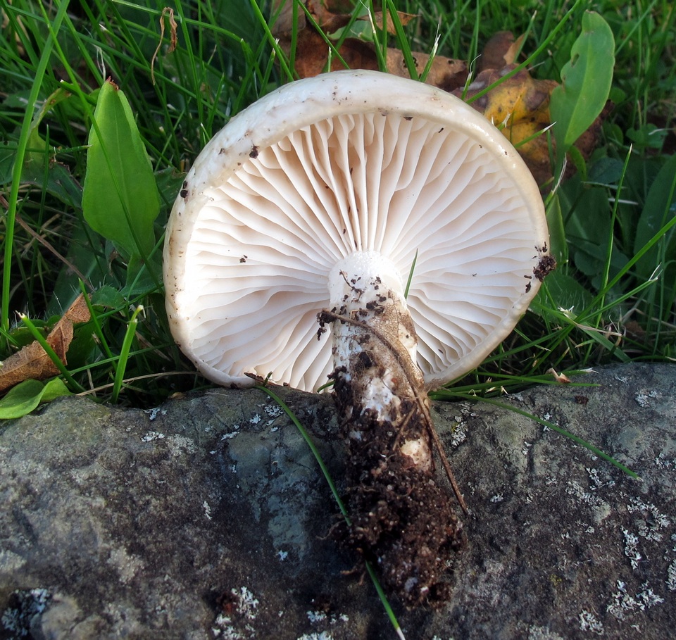 Hygrophorus glutinosus image