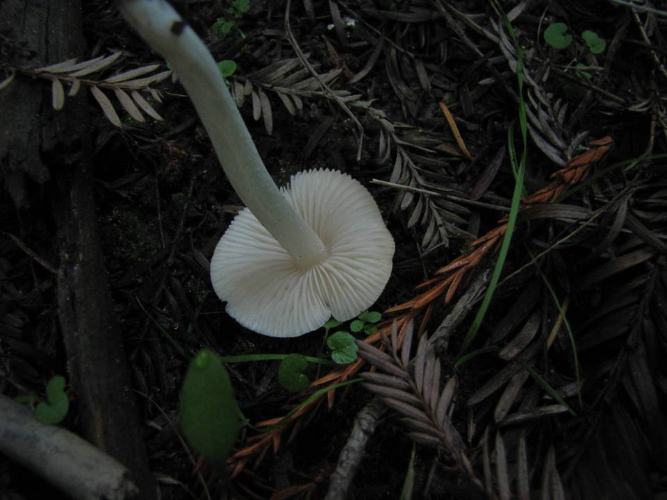 Alboleptonia adnatifolia image