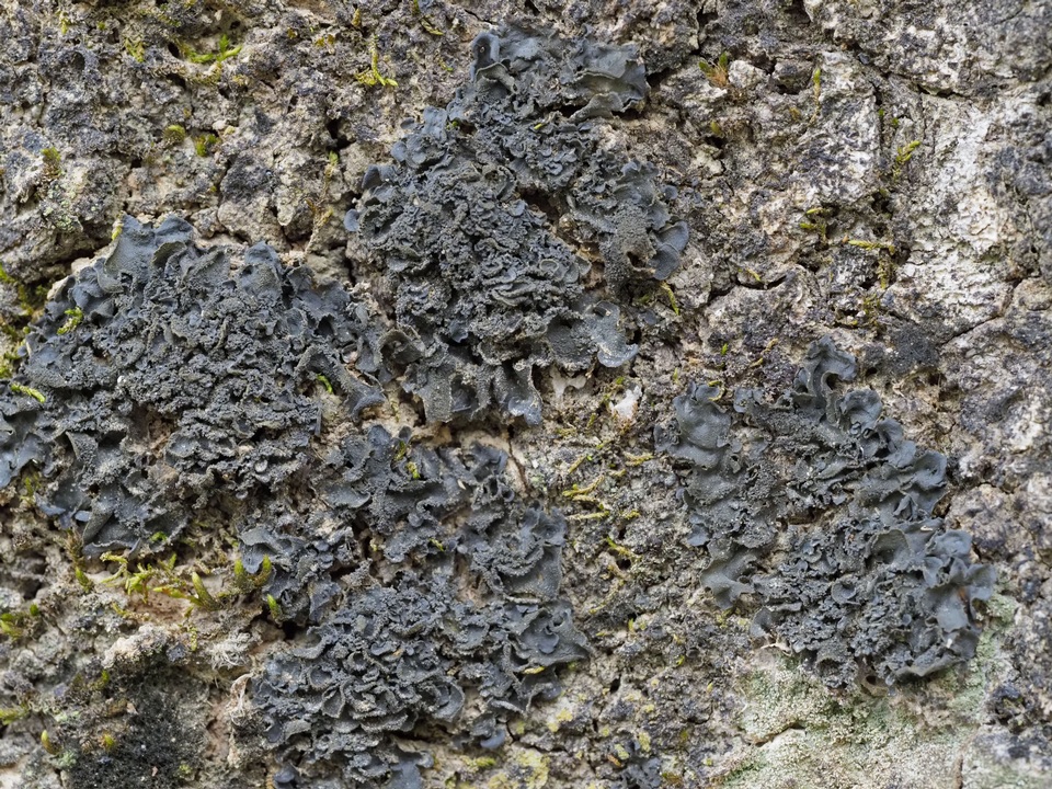 Leptogium austroamericanum image