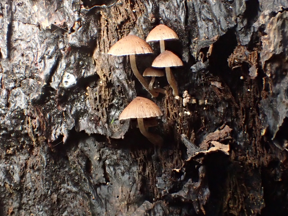 Psathyrella quercicola image