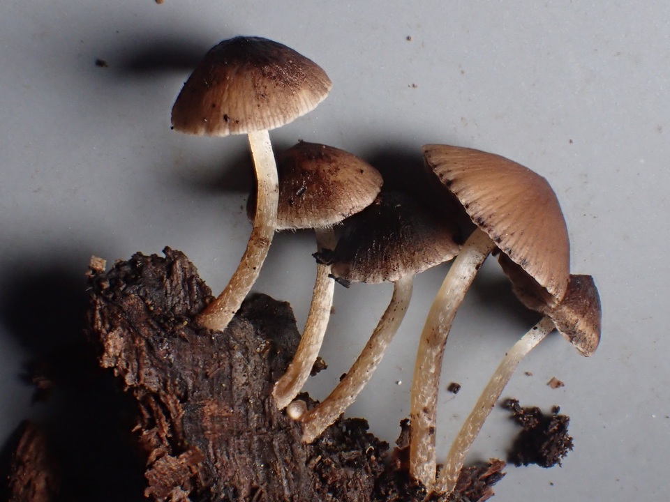 Psathyrella quercicola image