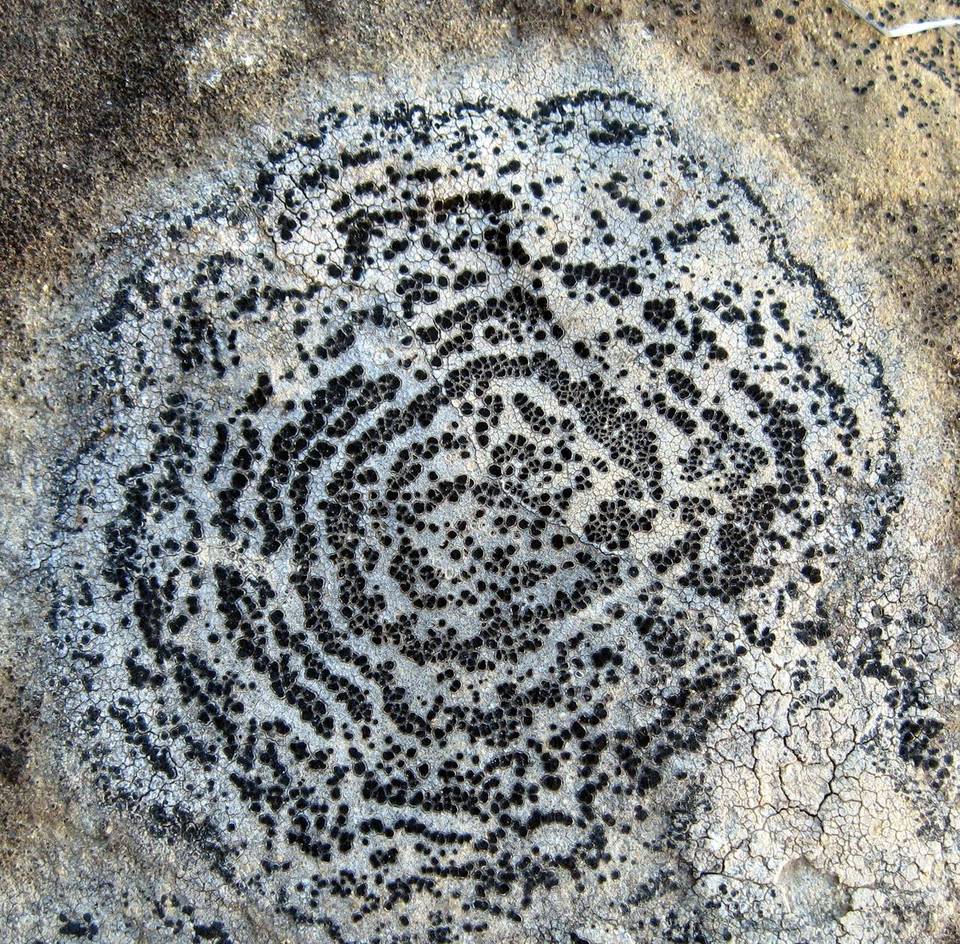 Rhizocarpon concentricum image