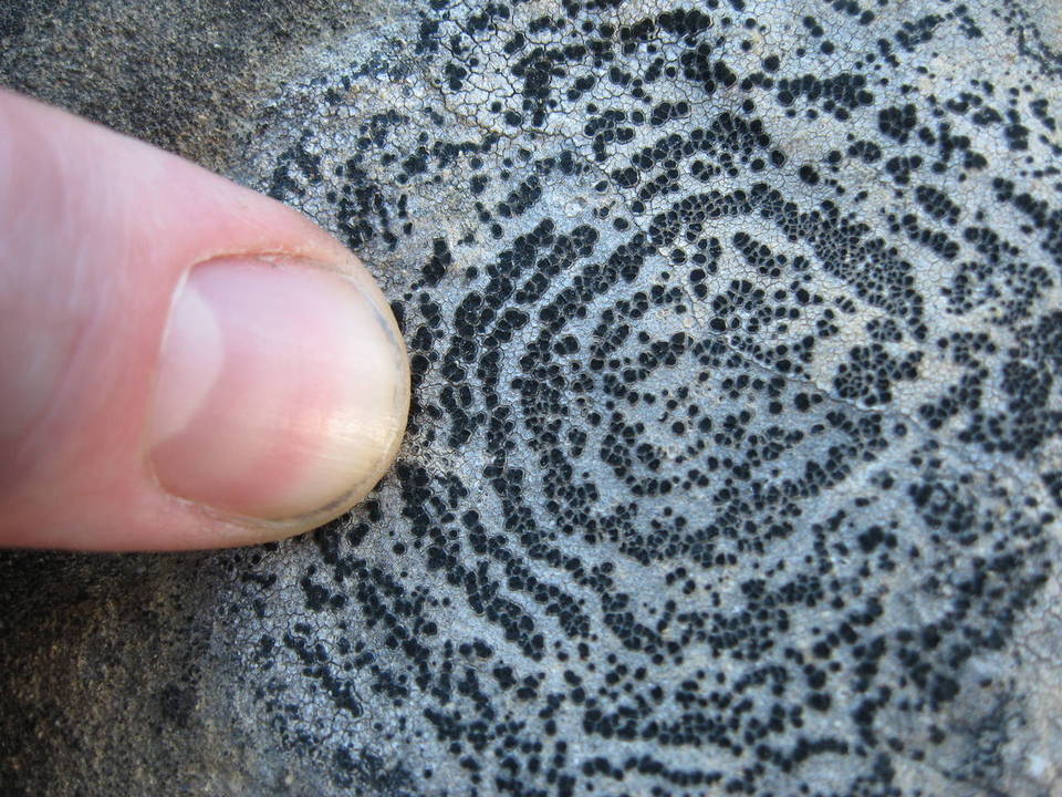 Rhizocarpon concentricum image
