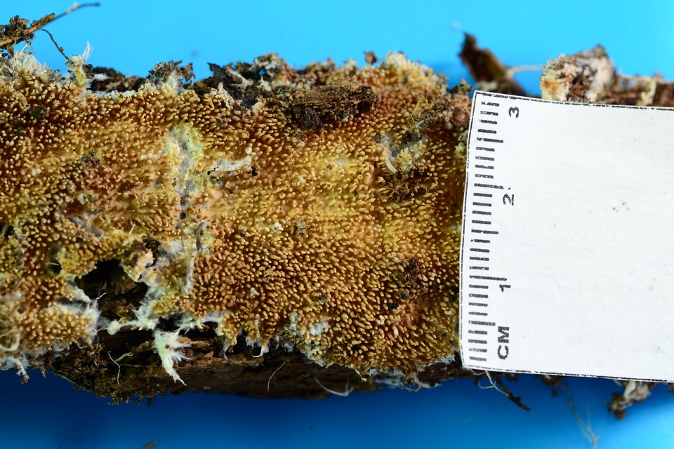 Hydnocristella himantia image