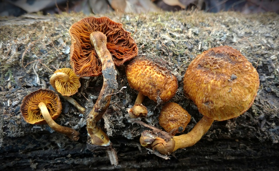 Gymnopilus fulvosquamulosus image