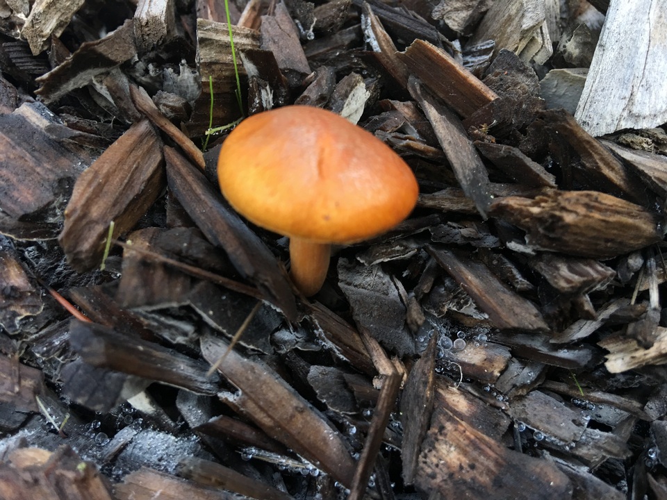 Gymnopilus luteocarneus image