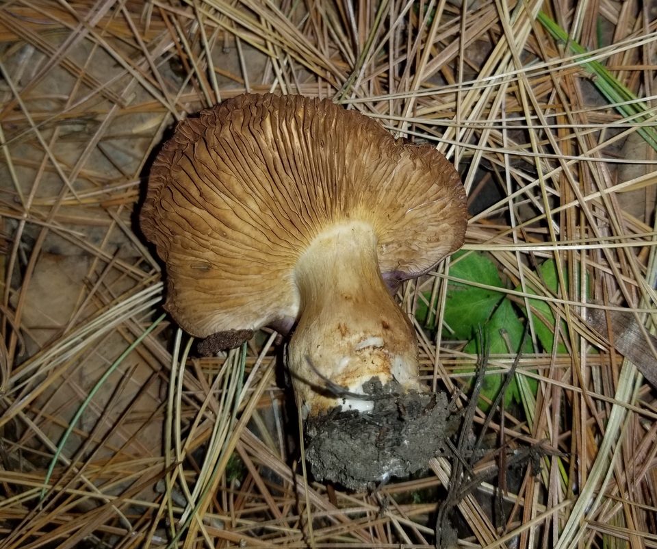 Cortinarius flavescentipes image
