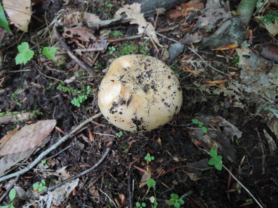 Russula grata image