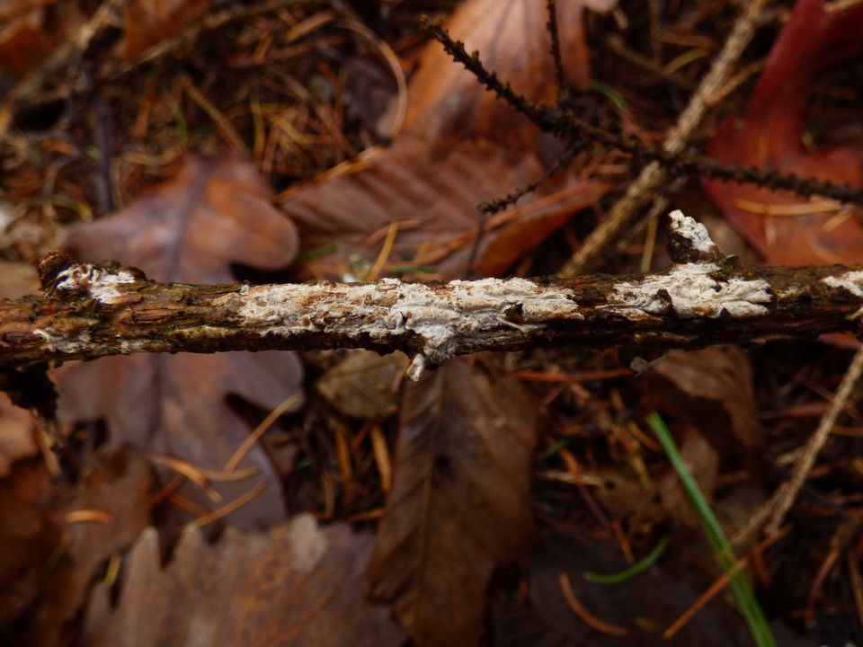 Globulicium image