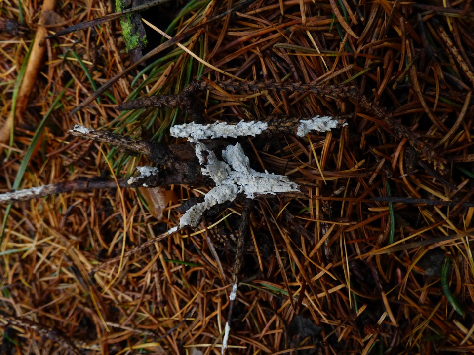 Aleurodiscus canadensis image