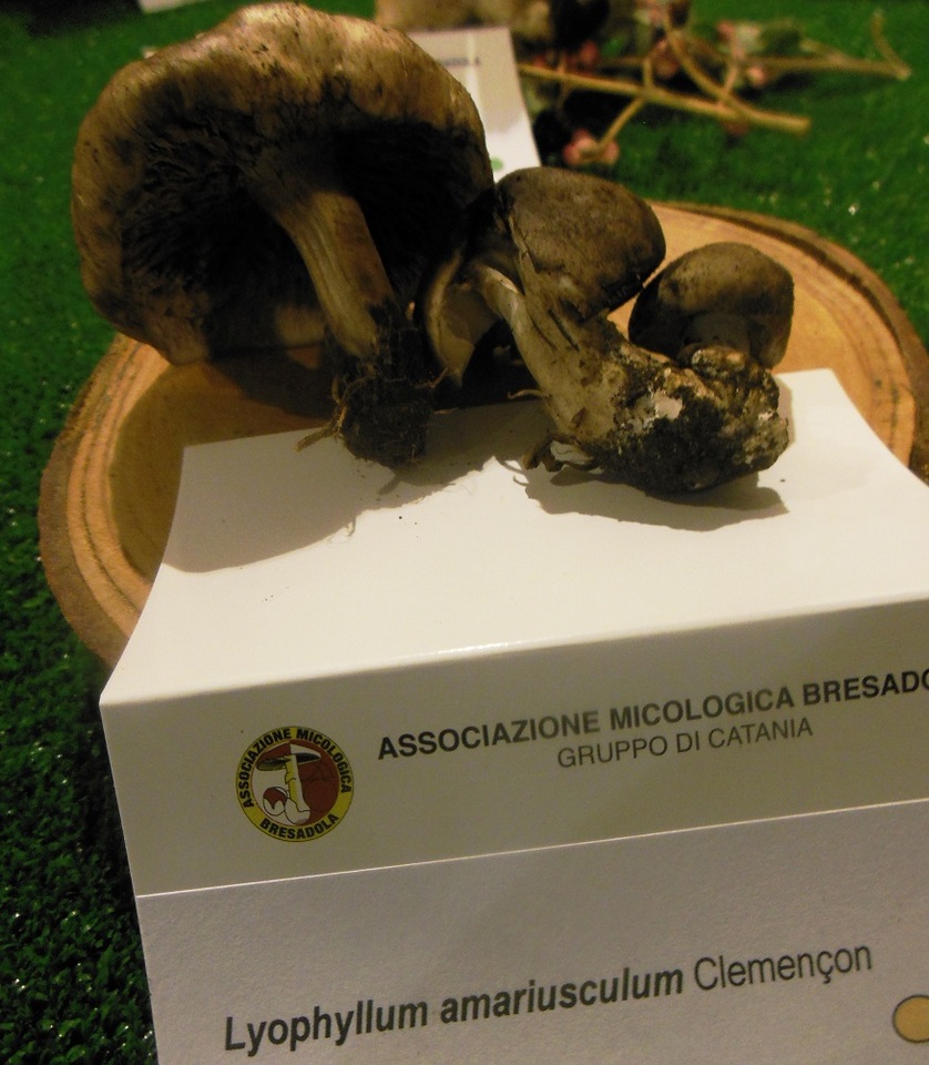 Lyophyllum eustygium image