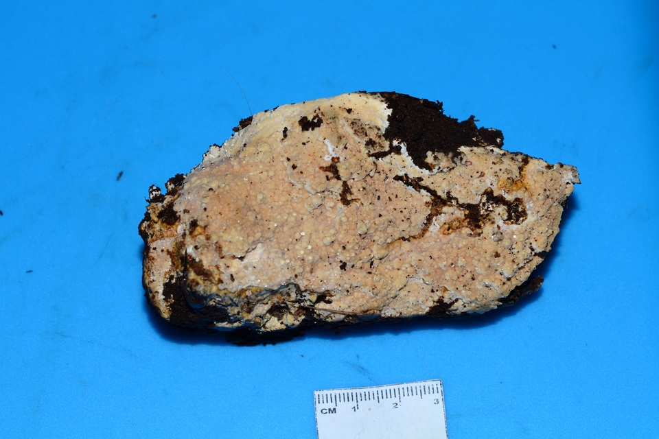 Scytinostroma protrusum image