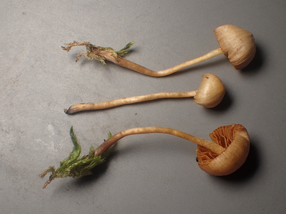Galerina nigripes image