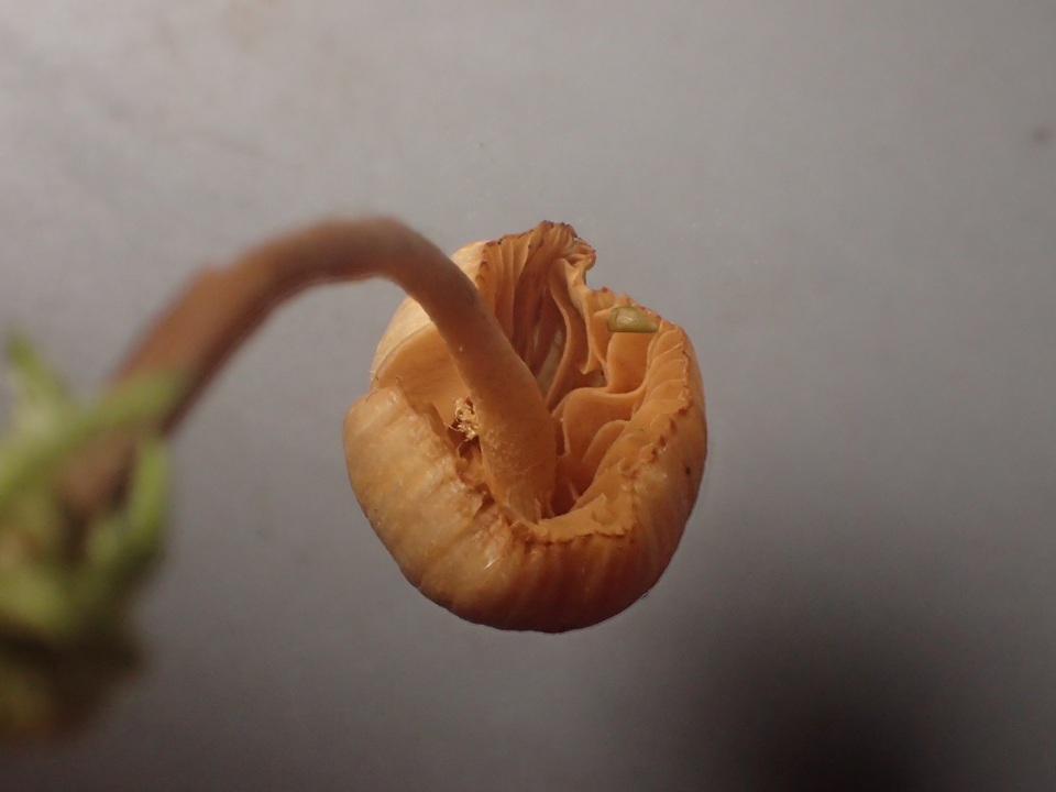 Galerina nigripes image