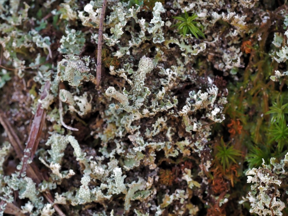 Cladonia didyma var. didyma image