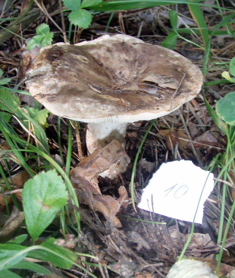 Russula acrifolia image