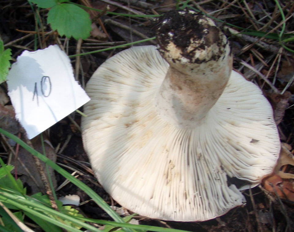 Russula acrifolia image