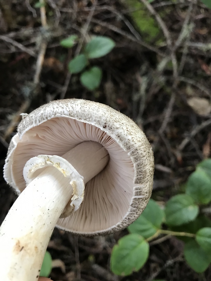 Agaricus buckmacadooi image