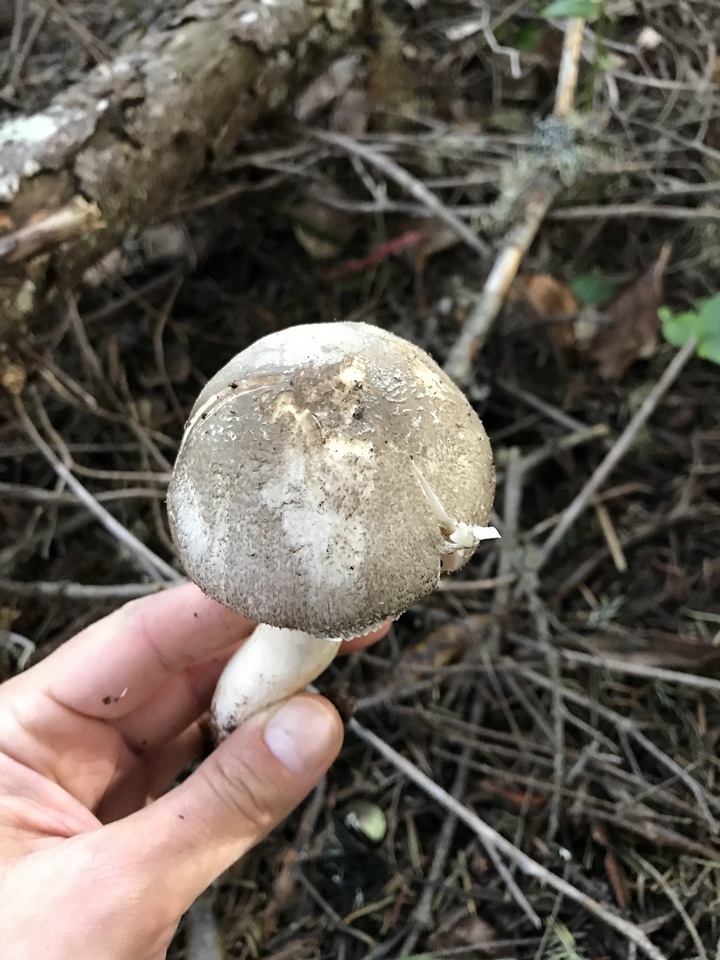 Agaricus buckmacadooi image
