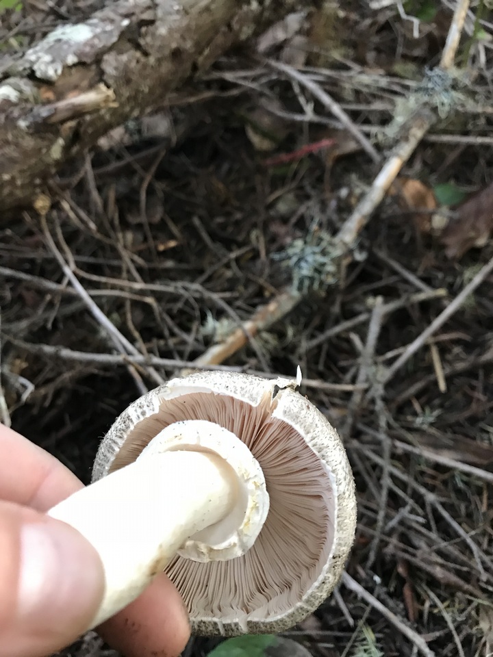 Agaricus buckmacadooi image