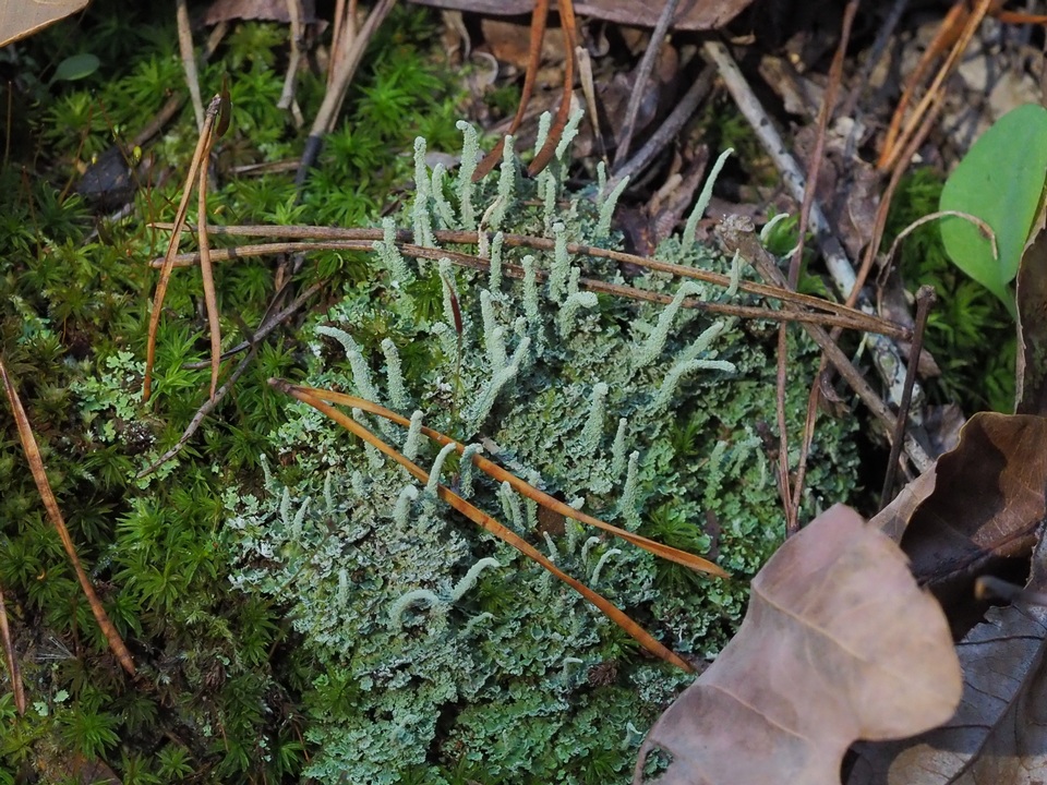 Cladonia subradiata image