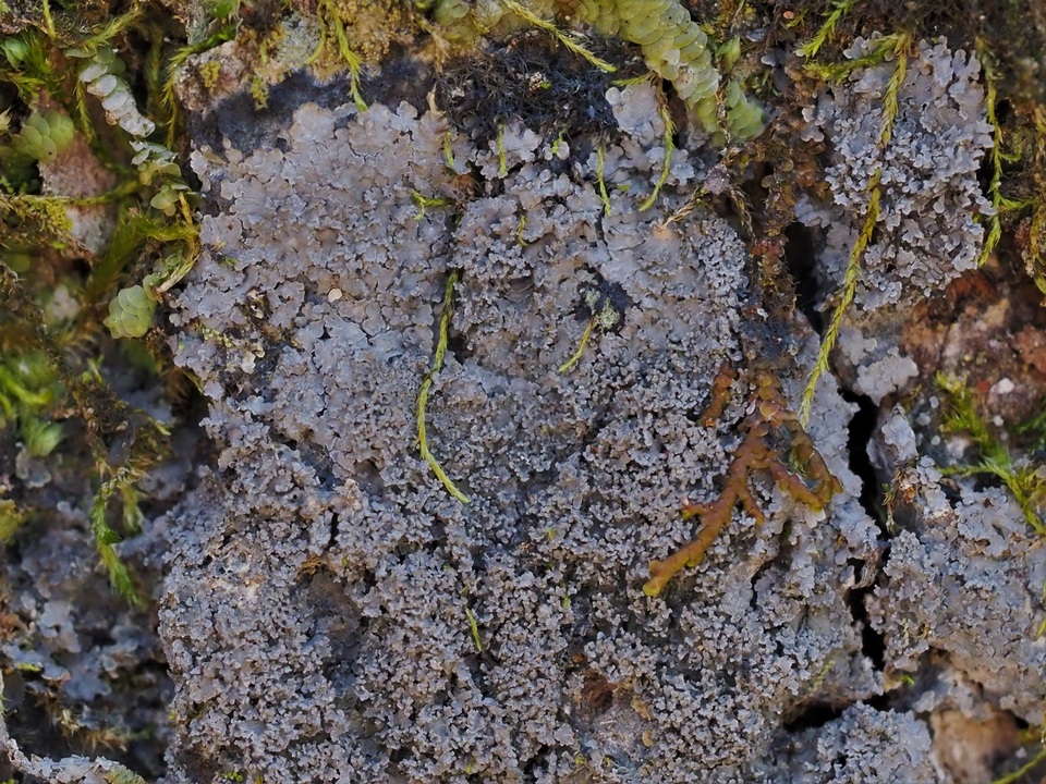 Parmeliella appalachiensis image