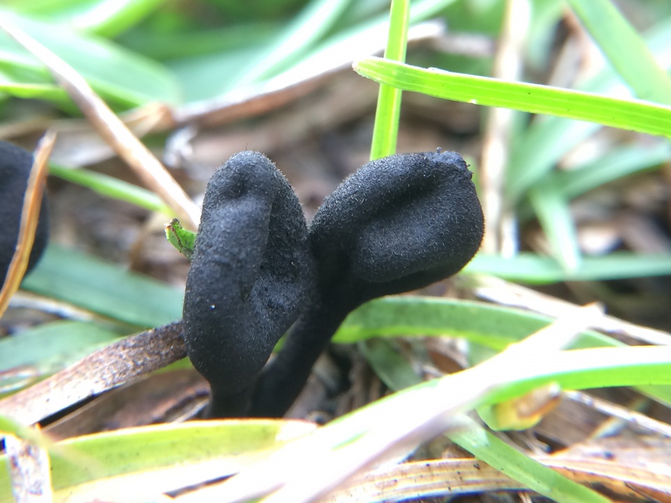 Trichoglossum velutipes image
