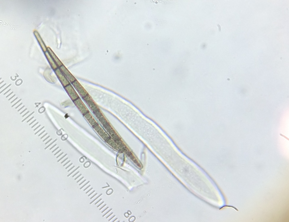 Trichoglossum velutipes image