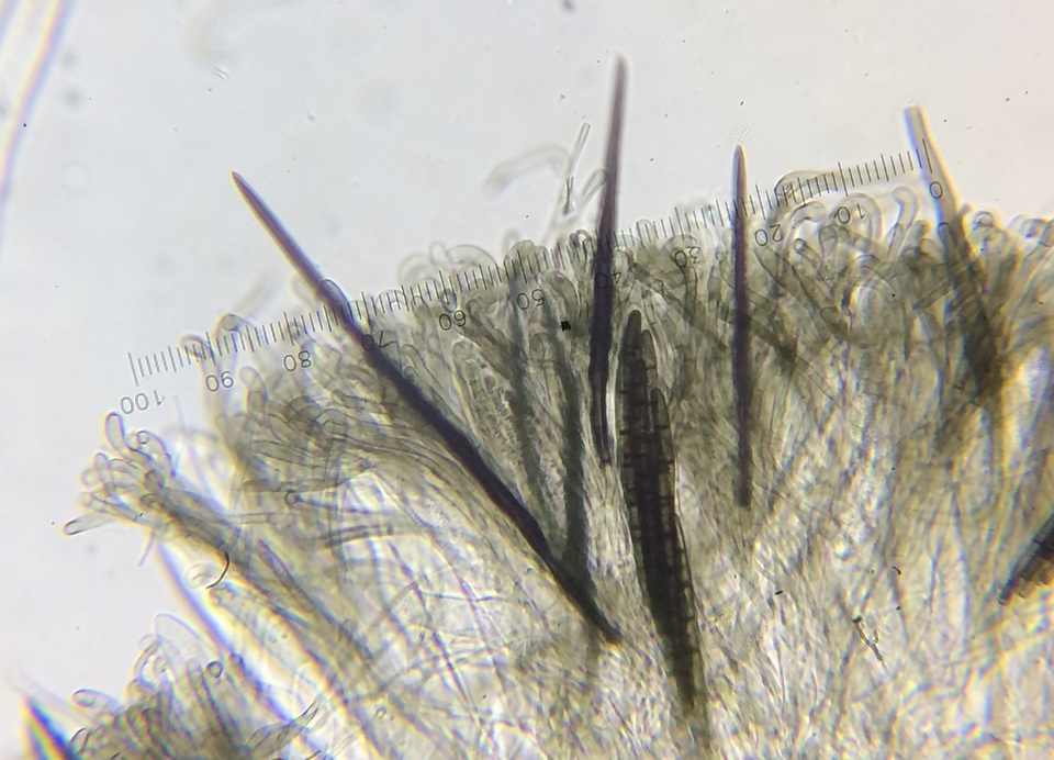Trichoglossum velutipes image