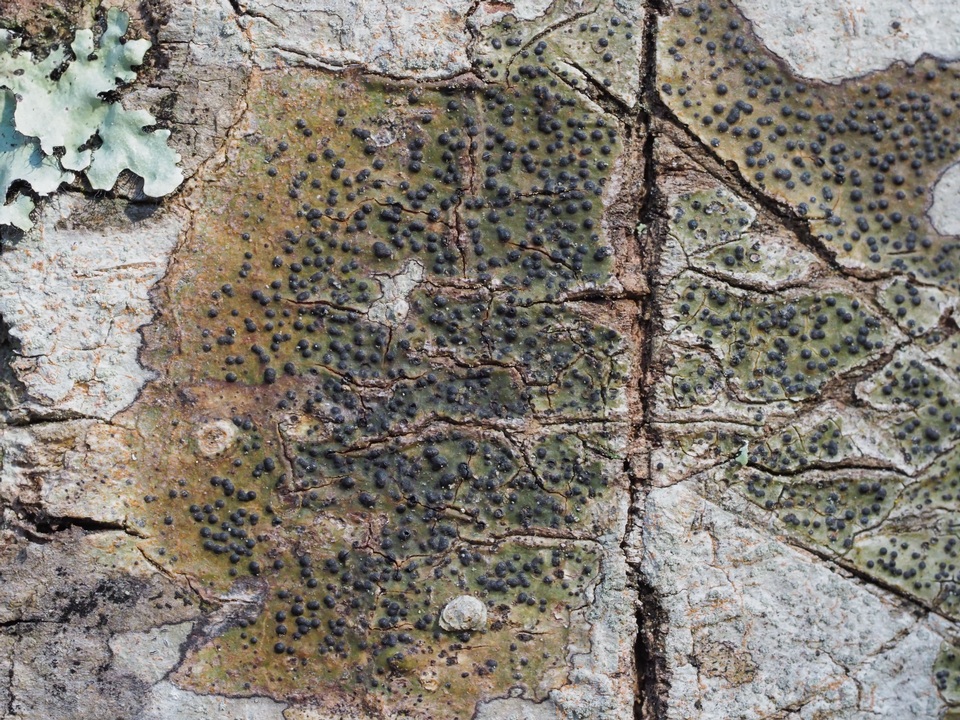 Pyrenula citriformis image