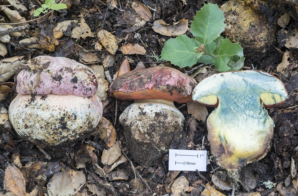 Rubroboletus eastwoodiae image