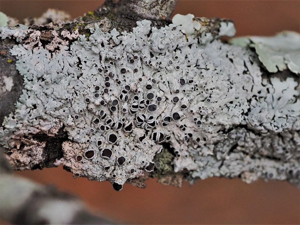 Physcia pumilior image