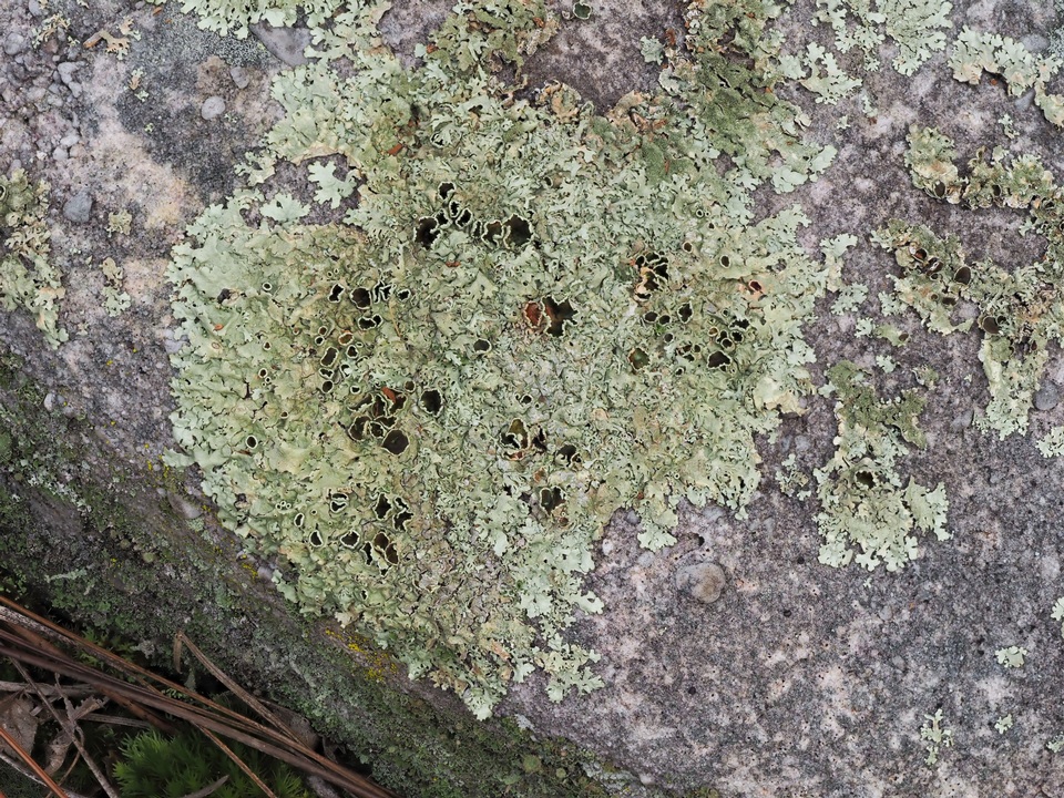 Xanthoparmelia australasica image