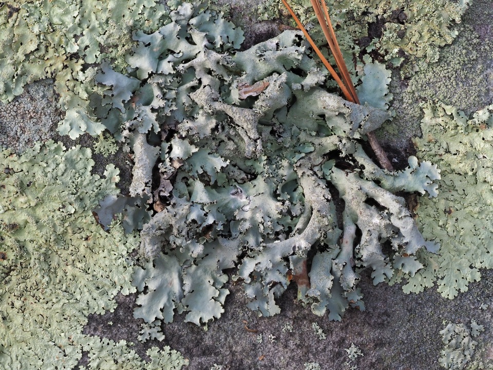 Parmotrema subisidiosum image