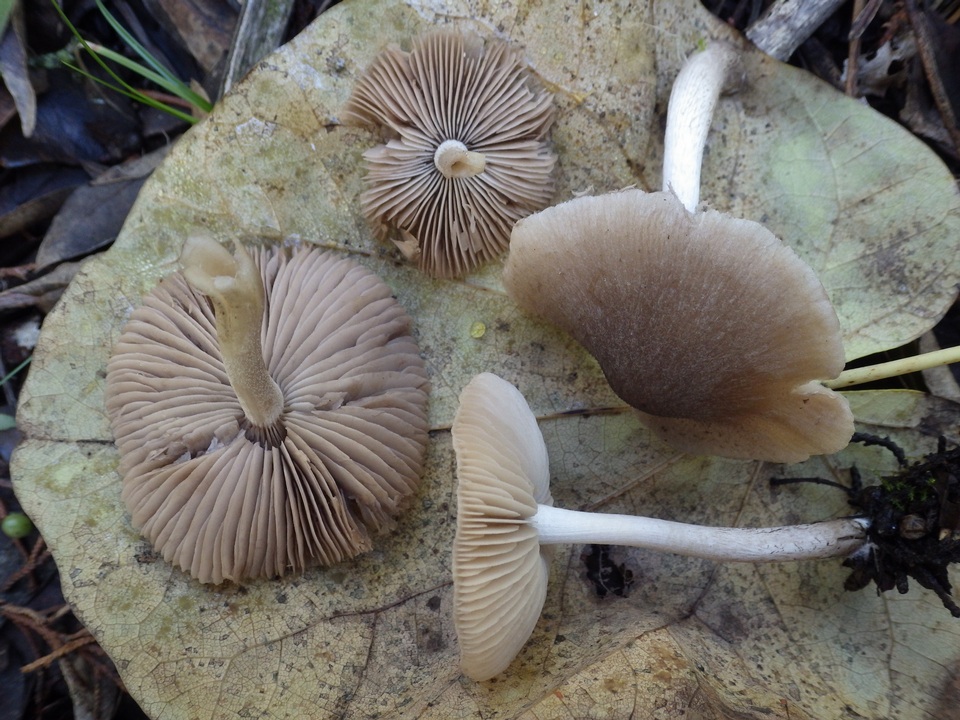 Coprinopsis melanthina image