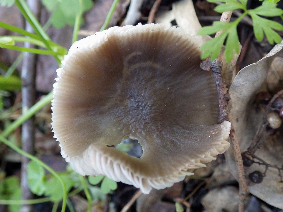 Pluteus insidiosus image