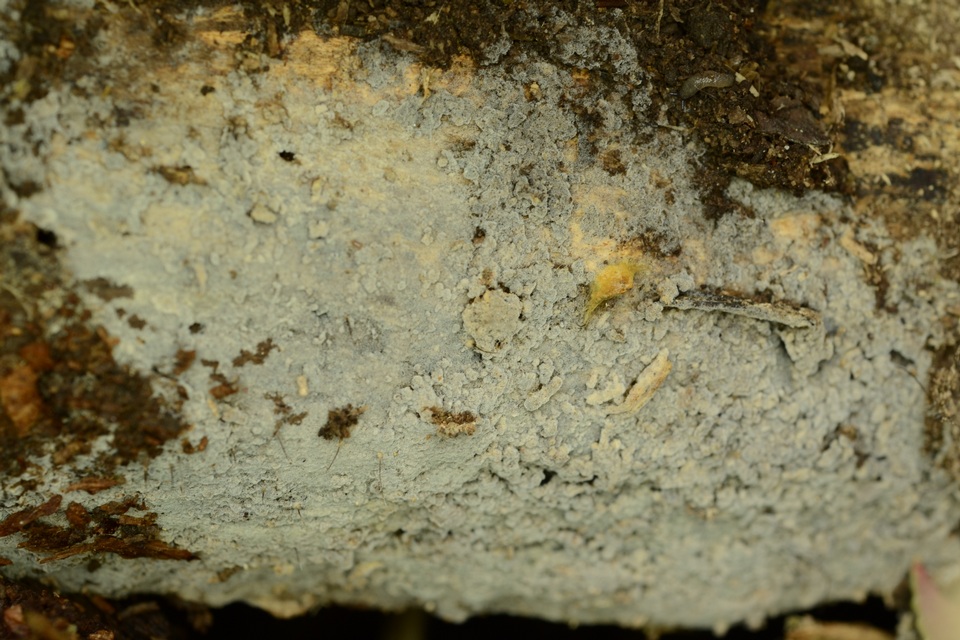 Botryobasidium candicans image