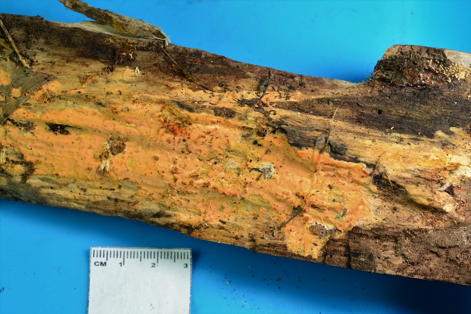 Dichostereum effuscatum image