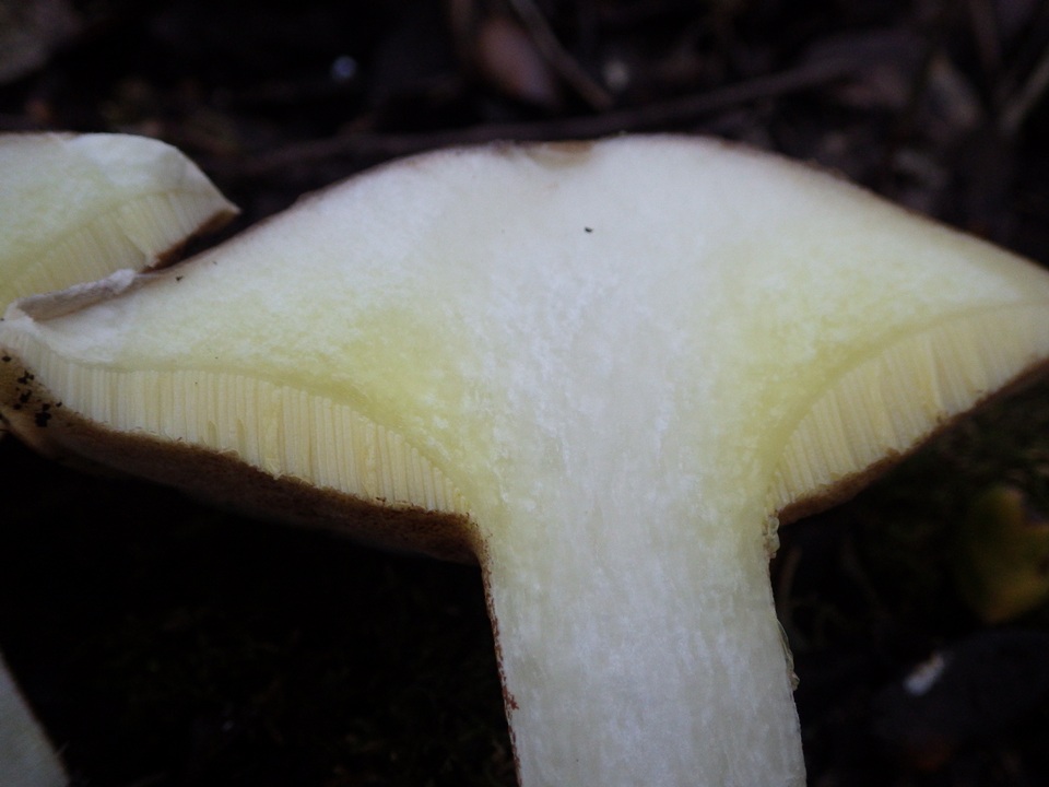 Suillus bellinii image