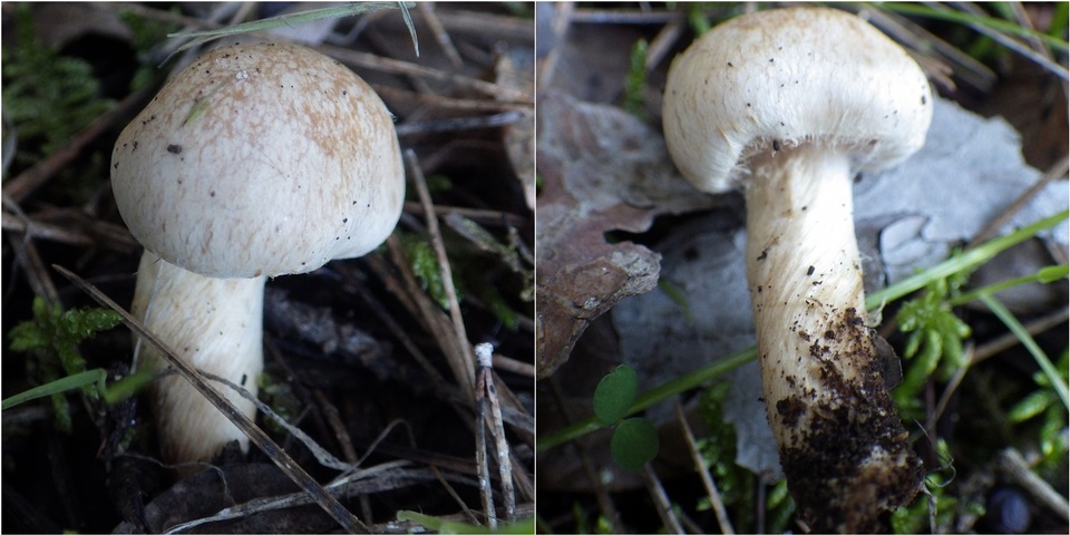 Hebeloma subtortum image