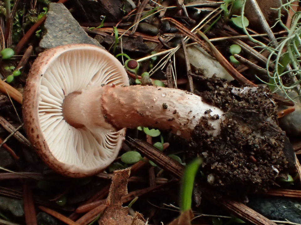Lepiota clypeolarioides image