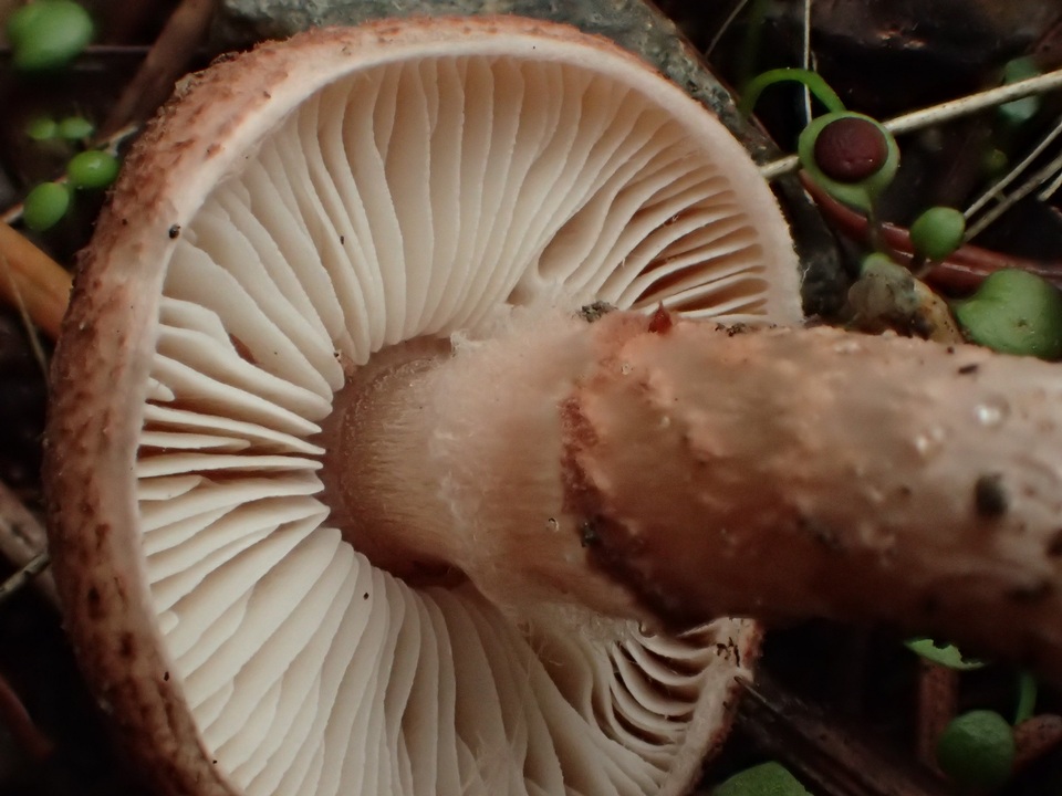 Lepiota clypeolarioides image