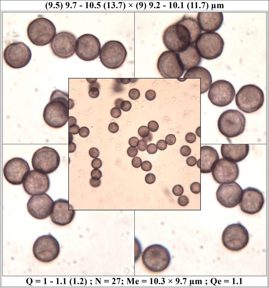 Physarum cinereum image