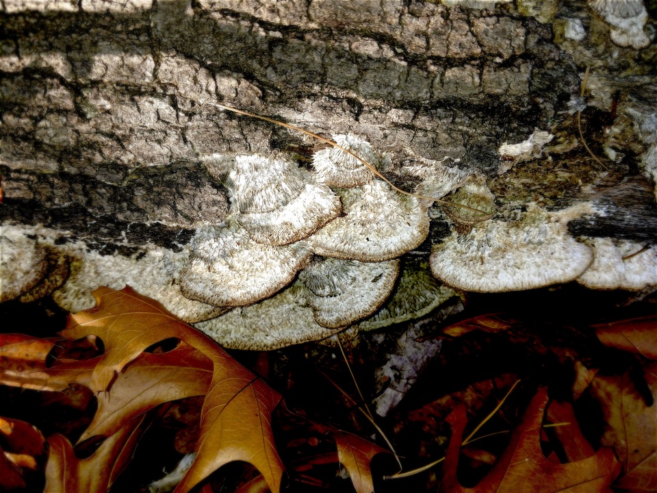 Trametes trogii image