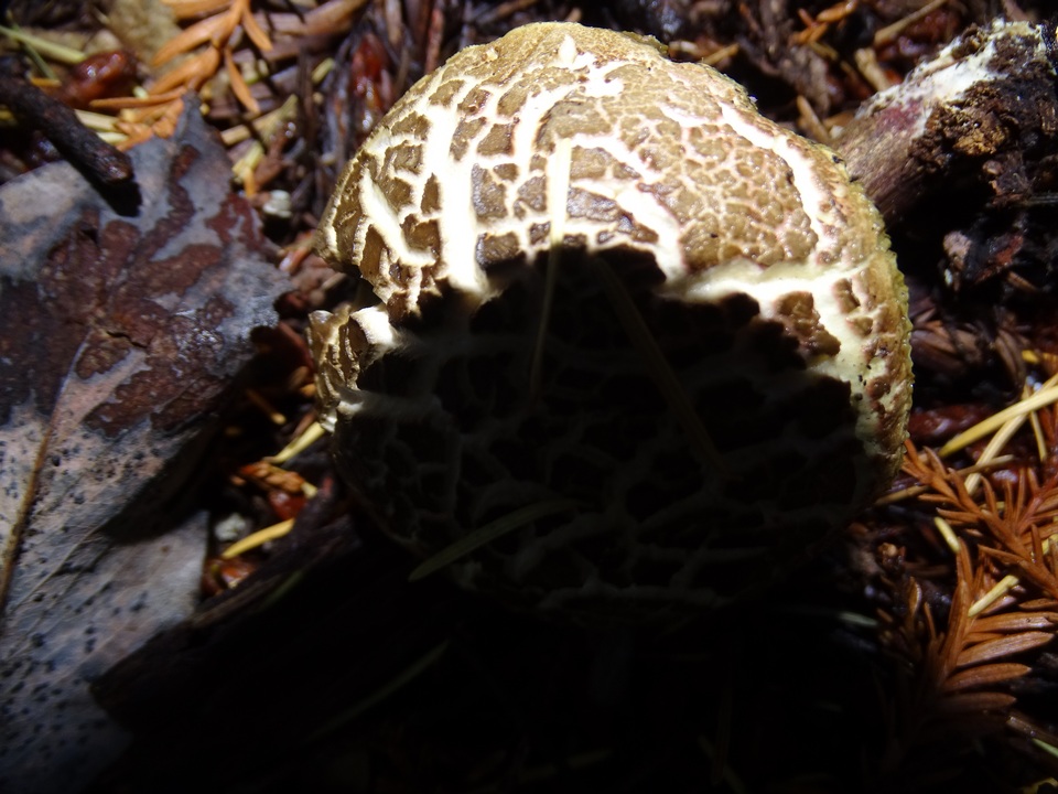 Xerocomellus diffractus image