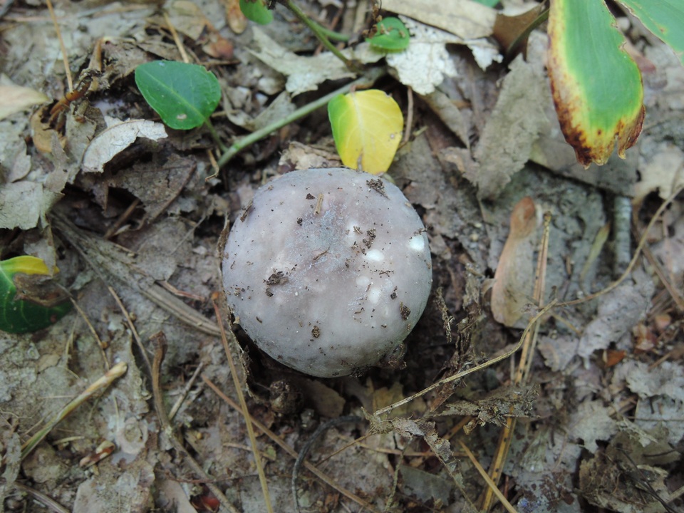 Russula ornaticeps image